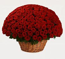 Премиум букет из: Розы в Амурзете